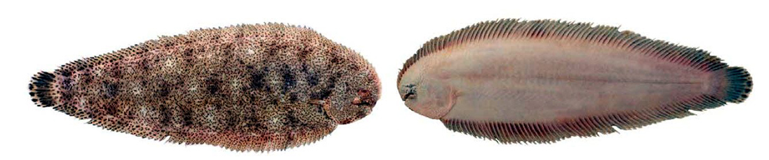 Synaptura lusitanica_03.jpg